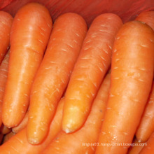 Chinese Shandong origin fresh carrot price